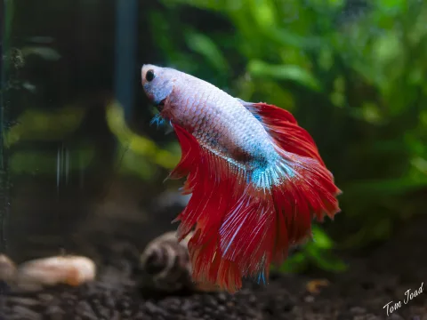 Diego