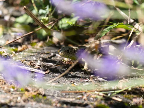 DC-G9M2 · 400mm · f/6.3 · 1/640s · ISO 320