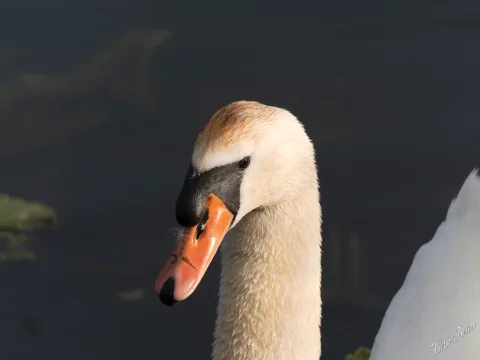 DC-G9M2 · 400mm · f/6.3 · 1/1000s · ISO 400