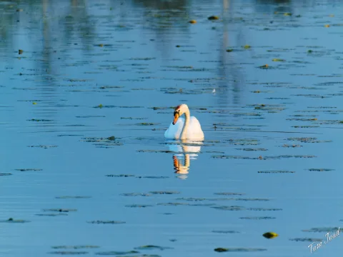 DC-G9M2 · 400mm · f/6.3 · 1/2500s · ISO 10000
