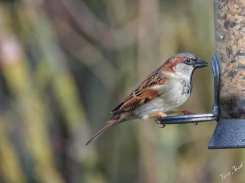Birds