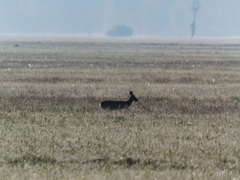 DC-G9M2 · 400mm · f/6.3 · 1/1600s · ISO 200