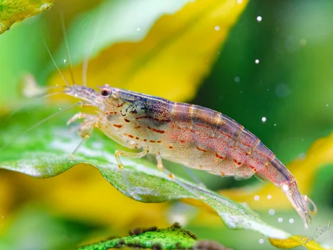 Aquaristics