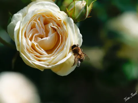 DC-G9M2 · 60mm · f/2.8 · 1/2000s · ISO 100