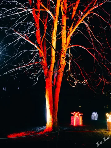 DC-G9M2 · 17mm · f/1.8 · 1/60s · ISO 2000
