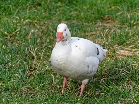 Landscape and geese