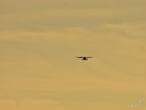 DC-GH6 · 400mm · f/8 · 1/1000s · ISO 100
