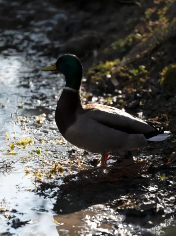 Plants and ducks