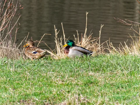 DC-G9M2 · 400mm · f/6.3 · 1/500s · ISO 200