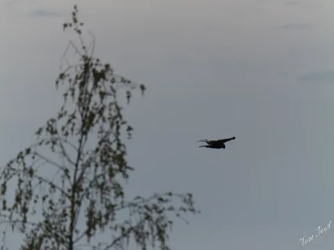 DC-G9M2 · 400mm · f/6.3 · 1/500s · ISO 250