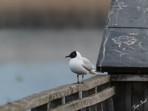 DC-G9M2 · 400mm · f/6.3 · 1/800s · ISO 3200
