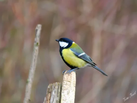 DC-G9M2 · 400mm · f/6.3 · 1/640s · ISO 2500