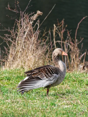 DC-G9M2 · 400mm · f/6.3 · 1/500s · ISO 250