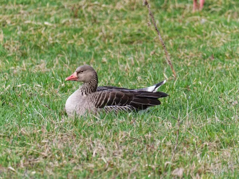 DC-G9M2 · 400mm · f/6.3 · 1/500s · ISO 500