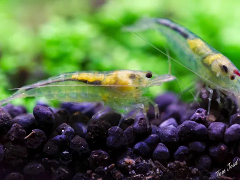 Aquaristics