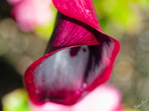 DC-G9M2 · 60mm · f/2.8 · 1/320s · ISO 100