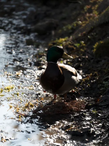 Plants and ducks