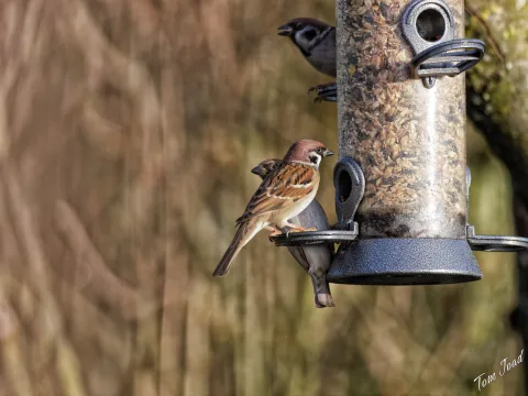 DC-GH6 · 300mm · f/4 · 1/800s · ISO 400