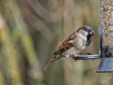DC-GH6 · 400mm · f/6.3 · 1/500s · ISO 1250