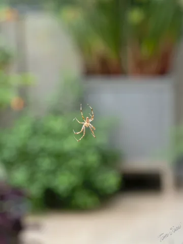 DC-G9M2 · 60mm · f/5.6 · 1/125s · ISO 1250