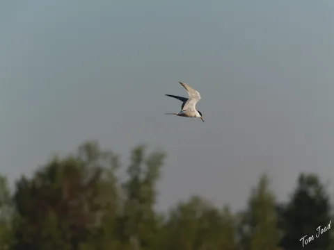 DC-G9M2 · 400mm · f/6.3 · 1/1000s · ISO 200