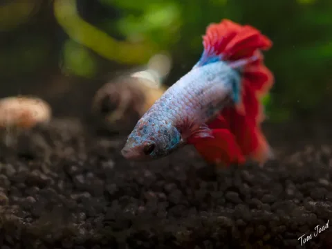 Diego
