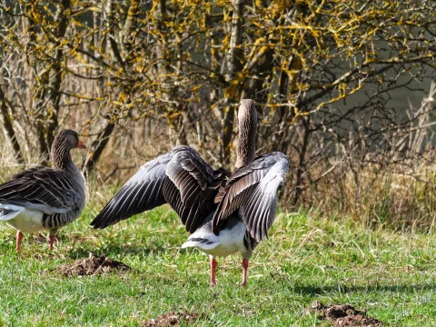 DC-G9M2 · 400mm · f/6.3 · 1/500s · ISO 250