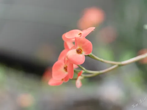 DC-G9M2 · 40mm · f/2.8 · 1/100s · ISO 160