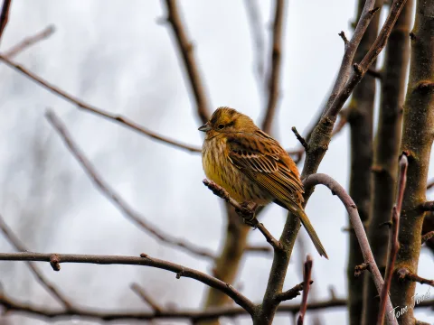Birds and Plants