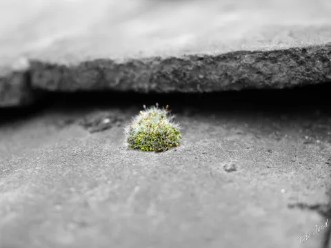 DC-G9M2 · 40mm · f/2.8 · 1/125s · ISO 100