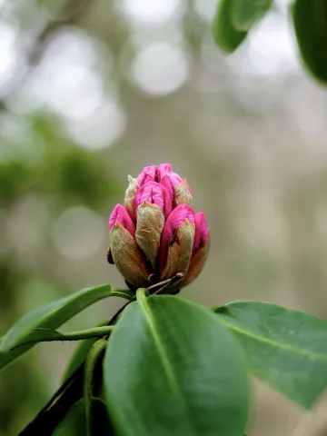 Spring