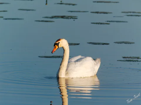 DC-G9M2 · 400mm · f/6.3 · 1/2000s · ISO 800