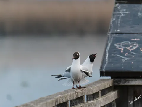 DC-G9M2 · 400mm · f/6.3 · 1/800s · ISO 3200