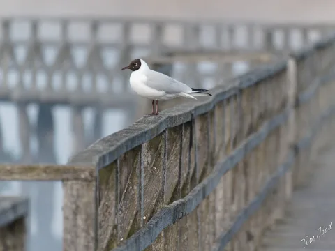 DC-G9M2 · 400mm · f/6.3 · 1/500s · ISO 1250