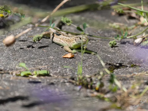 DC-G9M2 · 400mm · f/6.3 · 1/640s · ISO 160