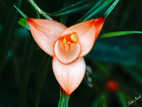 Birds and Plants