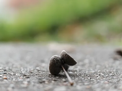 DC-G9M2 · 40mm · f/2.8 · 1/100s · ISO 160