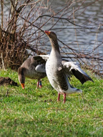 DC-G9M2 · 400mm · f/6.3 · 1/500s · ISO 250