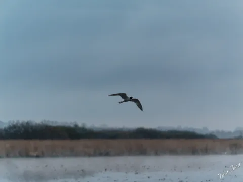 DC-G9M2 · 124mm · f/4.5 · 1/320s · ISO 1250