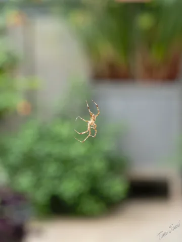 DC-G9M2 · 60mm · f/5.6 · 1/125s · ISO 1250
