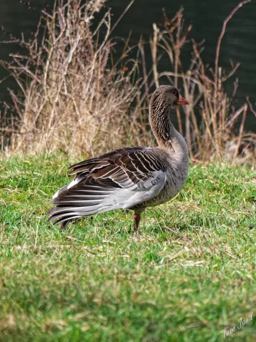 DC-G9M2 · 400mm · f/6.3 · 1/500s · ISO 250