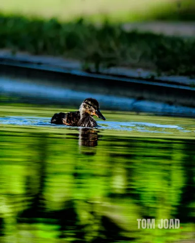 DC-G9M2 · 400mm · f/6.3 · 1/640s · ISO 500