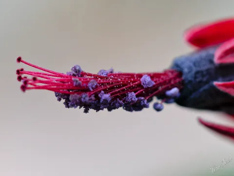More Plants with the G9II
