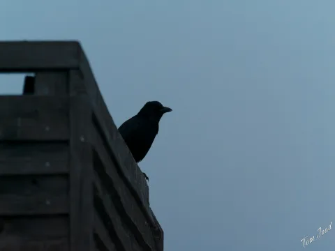 DC-G9M2 · 400mm · f/6.3 · 1/400s · ISO 6400