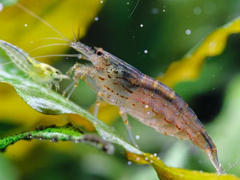 Aquaristics