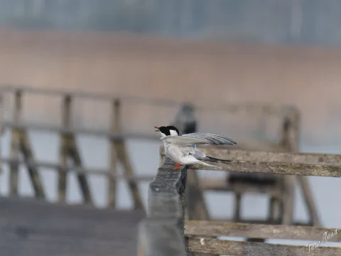 DC-G9M2 · 400mm · f/6.3 · 1/1000s · ISO 1250