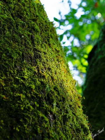 DC-G9M2 · 60mm · f/5 · 1/125s · ISO 320