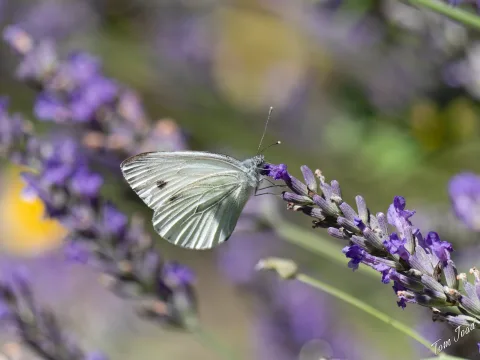 DC-G9M2 · 400mm · f/6.3 · 1/640s · ISO 160