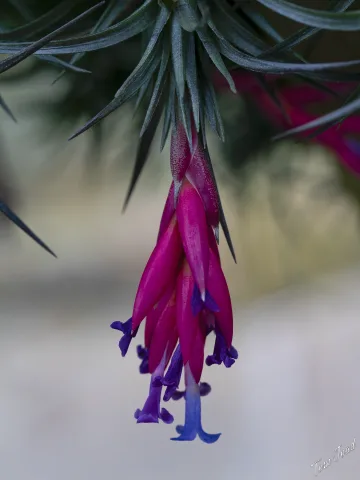 More Plants