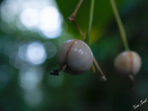 DC-G9M2 · 30mm · f/5.6 · 1/60s · ISO 1000